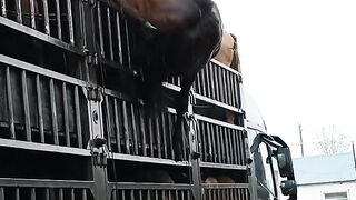 Oh GOD she is in trouble#animals #love #asia #pets #horse#farming