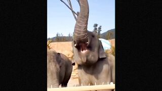 Funny Animals and Behaviour