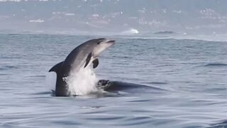 Killer Whales will never be denied! Amazing clip from Gone Whale Watching in San Diego! #orca