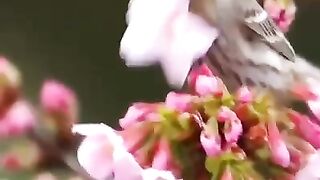 أنا يا عصفورة الشجن مثل عينيك بلا وطن