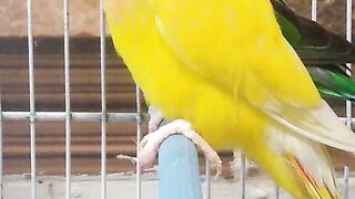 Lovebirds ????#shorts #febspot