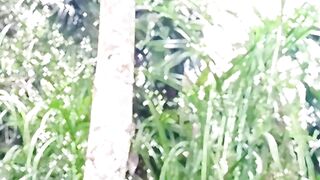 Bamboo trees contain mustika