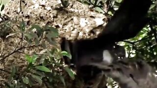 Oriental Honey buzzard