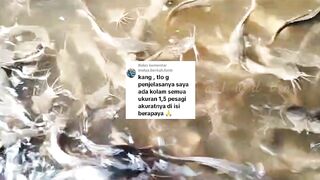 RUMUS penebaran bibit lele di kolam TERPAL BULAT berbagai ukuran❗PEMULA rugi kalau gak nonton