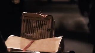 HACHIKO- Try not to cry