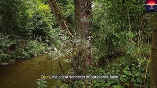 How can scientists determine the age of trees What can we benefit from this?