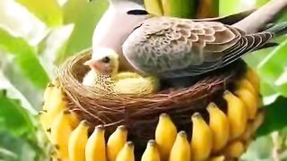 Beautiful Work Of Mother Nature...!!!!!!#naturelovers#birdphotography