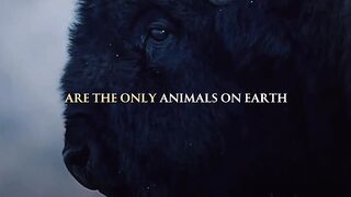 Be like the bison.