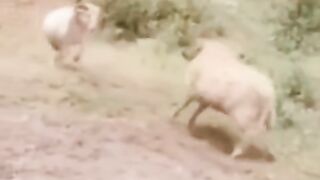 Funny Video That Will Make You Laugh Untill You Cry!!!!!!!