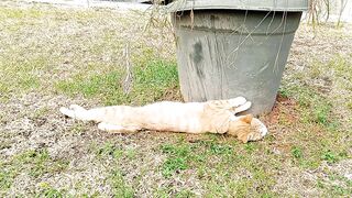 A cute white orange cat lying down and wake up