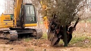 moving trees