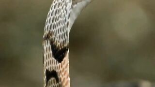 King cobra 4