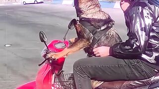 Respect Dog Ride Bike Funny Video #viralvideo #trandingvideo #dogridebike