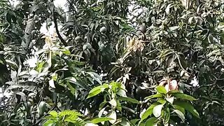 Mango Food minister Sheikh ram