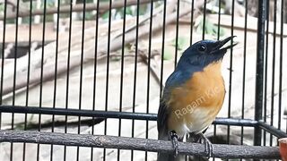 Sound of Manyar birds