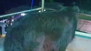 My pet 5