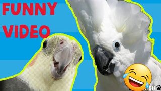 Try not to laugh/ funny birds and cute