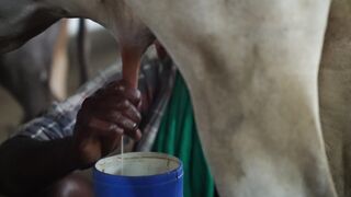 Milk Video