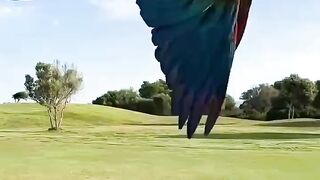 Parrot flying ????#Trending️ #febspot