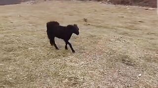 Funny video #Laugh until You Cry!!!#goatfight