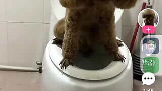funny dog videos try not to laugh talking
