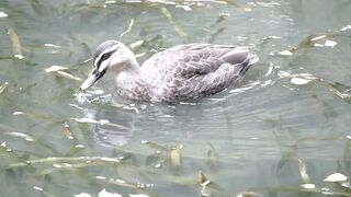 Nature 229
