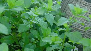 MINT LEAF