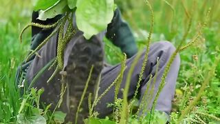 Plantago Major L