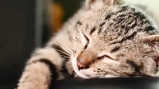 Funny cat 282