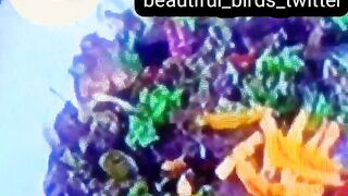 #Delicious_food_and_beautiful_birds_twitter