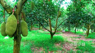 Jackfruit 4