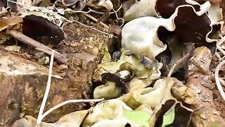 Wood ear mushroom