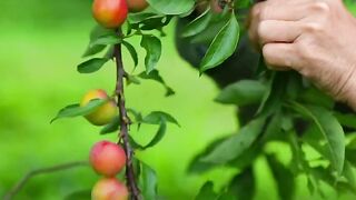 RIPE PLUMS
