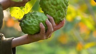 CUSTARD APPLE