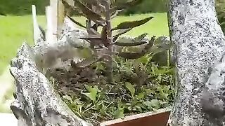Nature italy