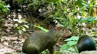 KH. Zainuddin MZ. Rapat para tikus
