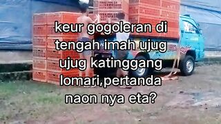 ayam broiler || kata kata lucu 371
