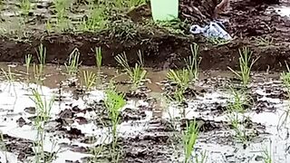 Mandi di sawah