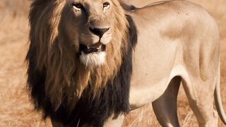 The lion story