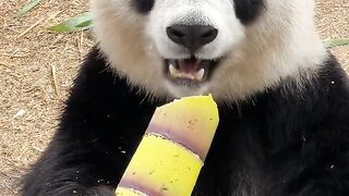 Cute lazy Panda / animal