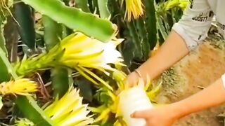 Buah naga