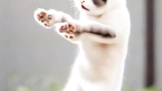 Funny Cat Dance 3