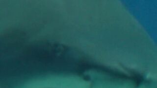 Unique Facts About Shark Number 3 Most Terrifying #factsanimal #animals #shark