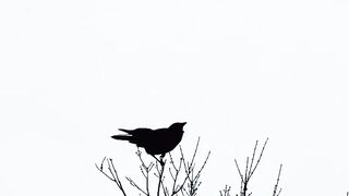 Music 331