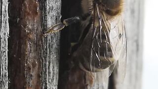 Unique Facts about Bees Number 3 Most Surprising #factsanimal #animals #bees
