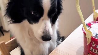 funny dog videos try not to laugh talking 2