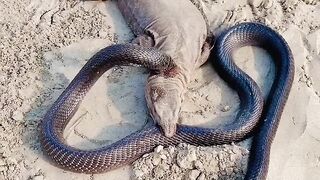 Cobra vs lizard