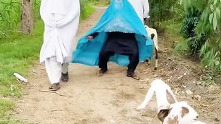 Burkhey me chupy bakri chor wait for end