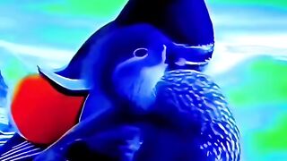 Super interesting video of beautiful animals
