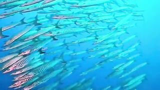 Cute little cats animals swimming pool water fish by